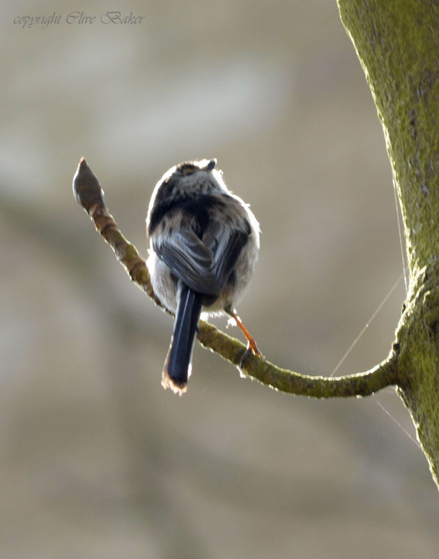 Long tailed tits