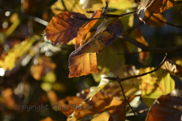 Autumn leaves in the sunshine