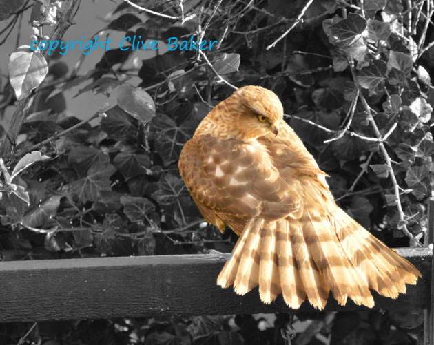 Sparrowhawk preening