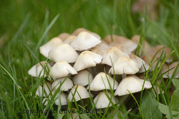 Large cluster of small fungi