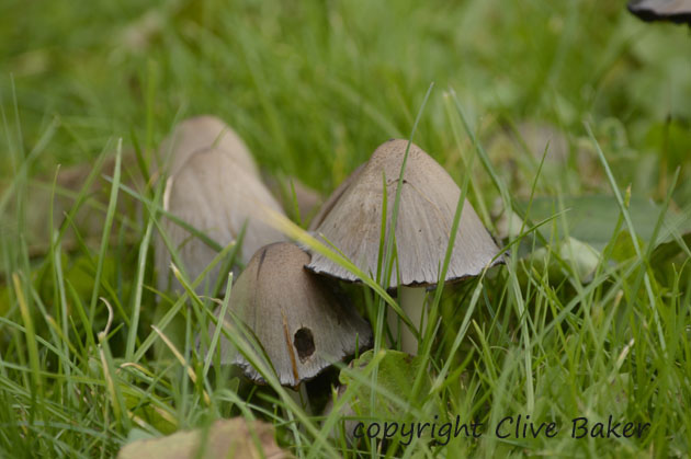Small group of brown fungi