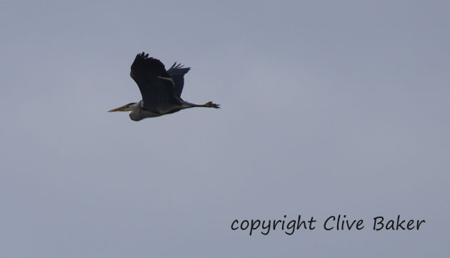 Heron in flight