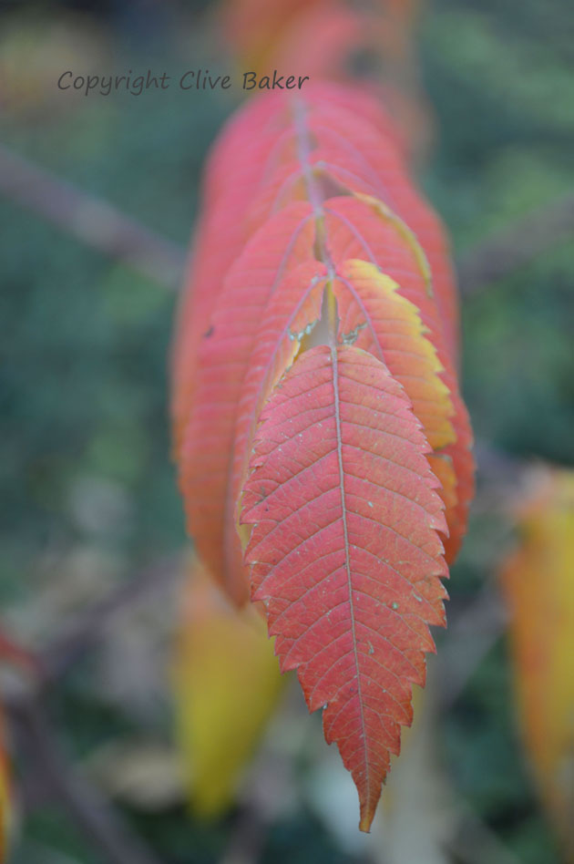 Red and Orange leaves