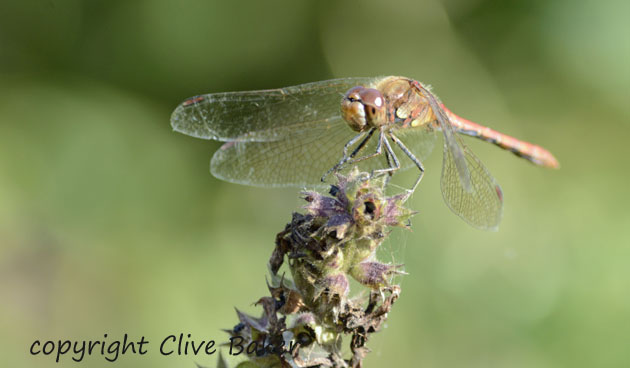 Dragonfly at rest