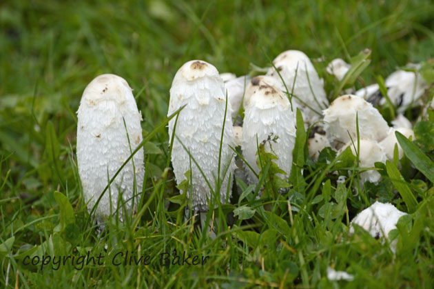 Shaggy Inkcap fungi