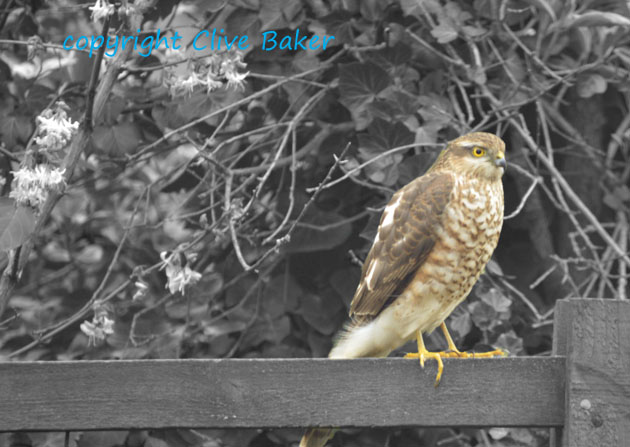 Sparrowhawk on feeders waiting for a meal.