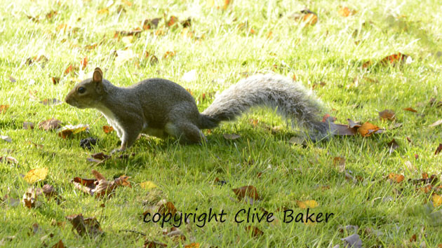Grey Squirrel