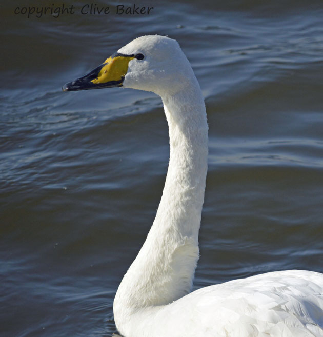 Whooper Swan