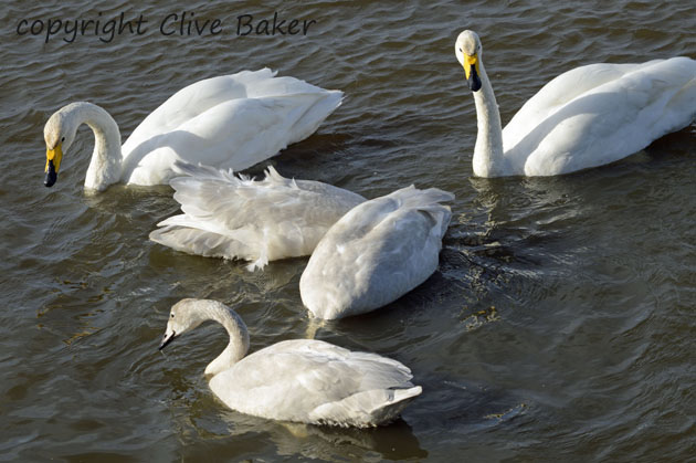 Family of Whooper Swans