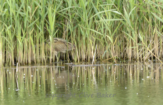 Bittern disappearing into reeds