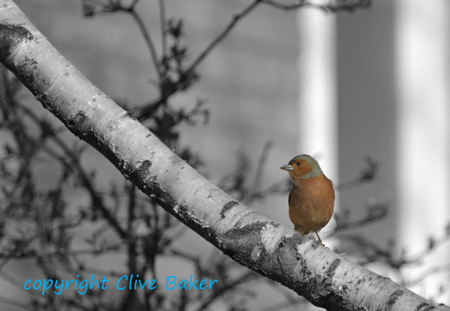 Chaffinch on branch