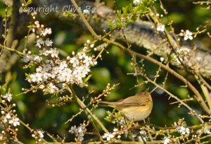 Small bird, Chiffchaff feeding in tree