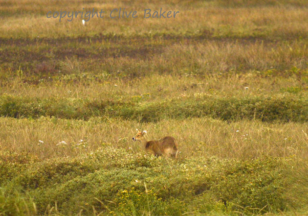 Small deer on marshes