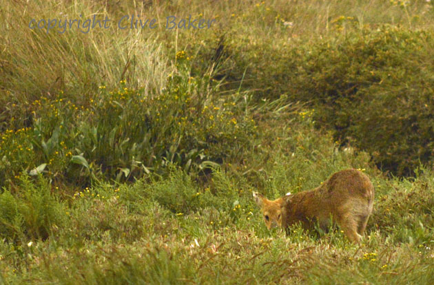 Small deer feeding on grass