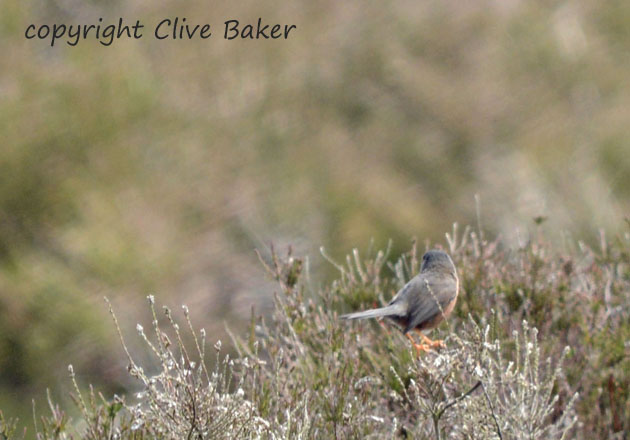Dartford warbler on gorse