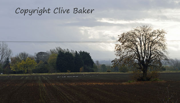 Lone Oak tree in Field