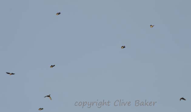 Small flock of fieldfares in flight
