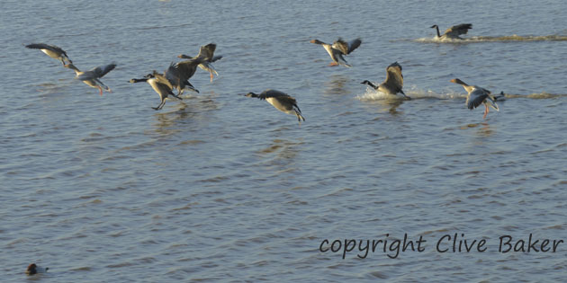 Geese landing on water