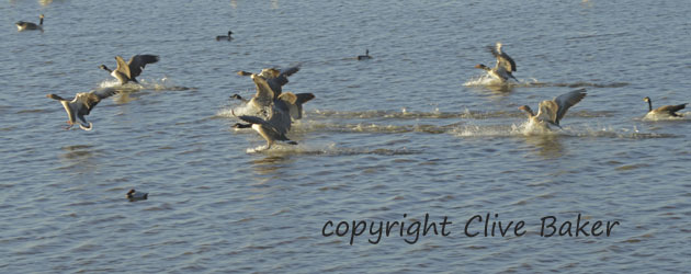 Geese landing on water