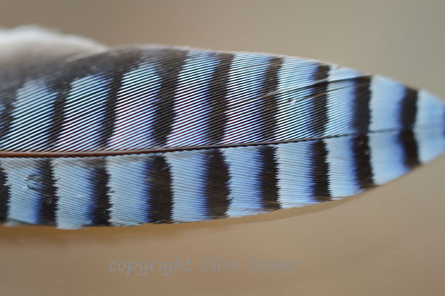 Blue patterned feather of a Jay