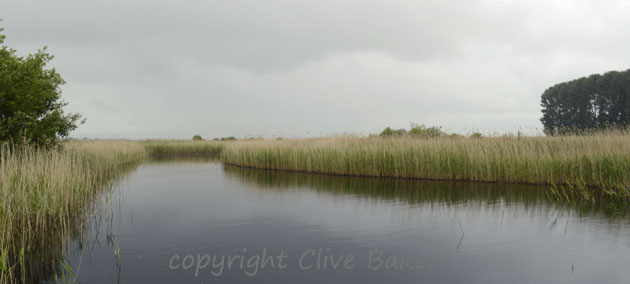 Looking over water to reed bed