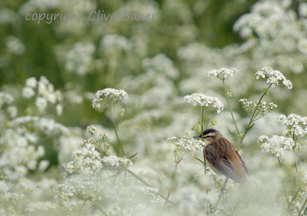Small warbler in undergrowth