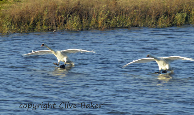 Mute Swans landing