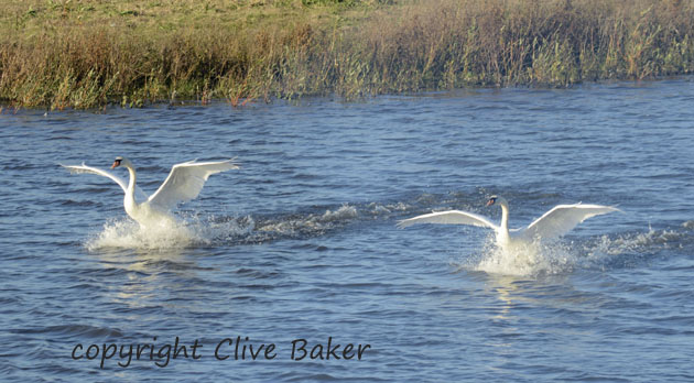 Pair of Mute Swans landing