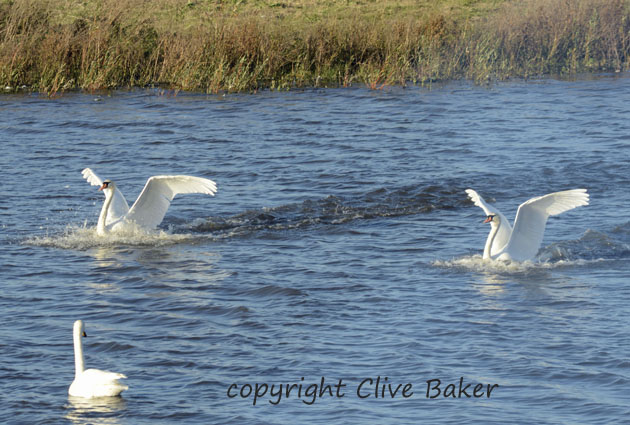 Pair of Mute Swans landing
