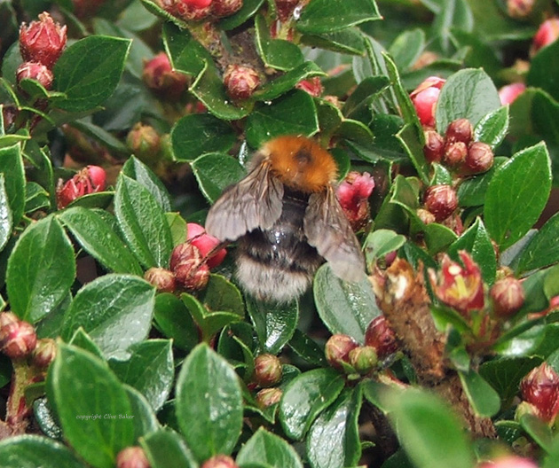 Tree Bumblebee