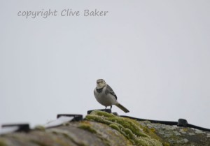 1st Winter Male White Wagtail