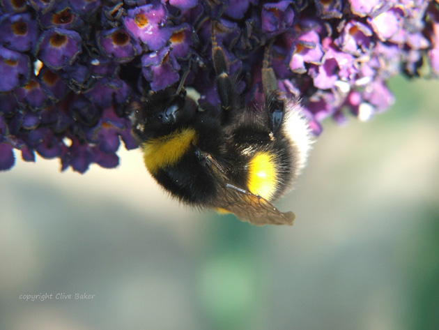 White-tailed Bumblebee