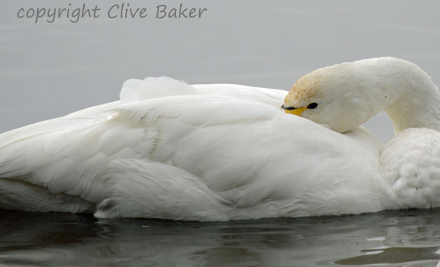 Whooper swan with head under wing
