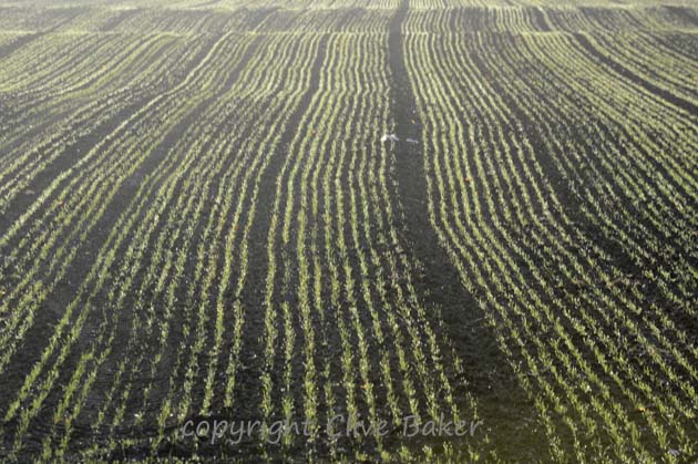 Sprouting crops in field
