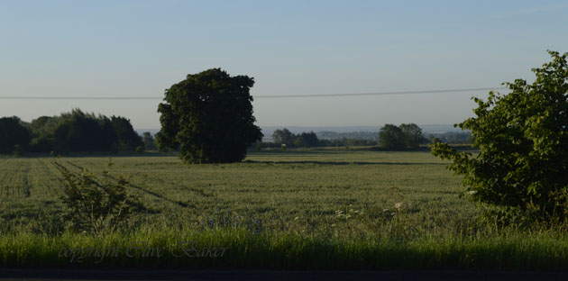 tree in full leaf in middle of field