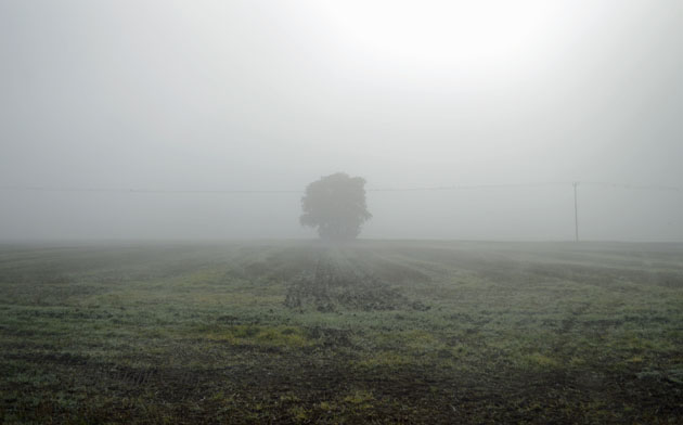 Same tree in a misty field