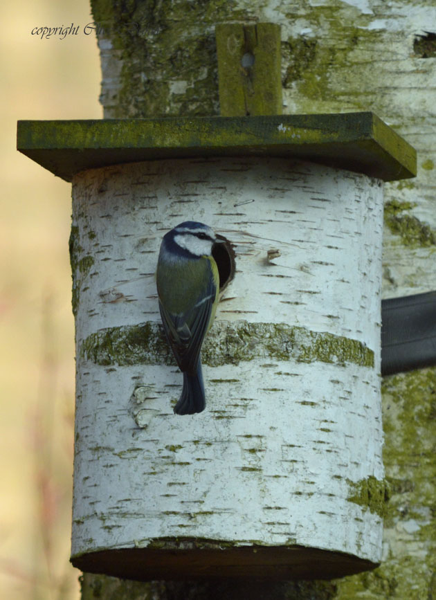 Small blue tit on nest box