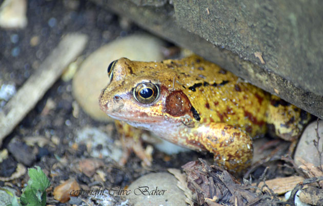 Common frog emerging from under a garden plant container
