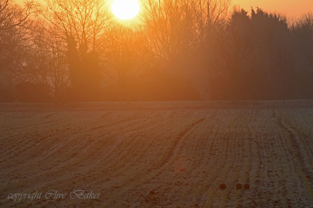 Birds feeding on ground as sun rises