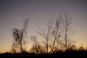 Silver Birch trees silhouetted against sky