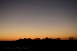 Bare trees against a clear sky