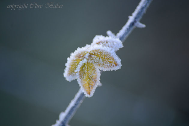 Frost covering  a golden leaf