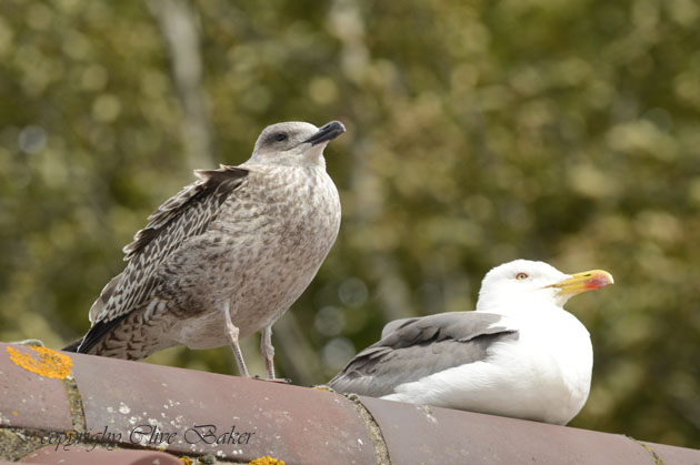 Two gulls on roof