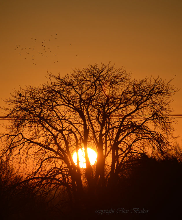 Rising sun behind trees