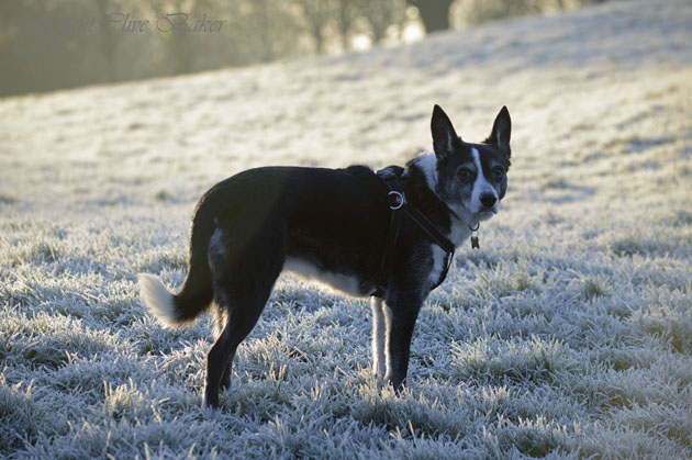Border collie dog in frost