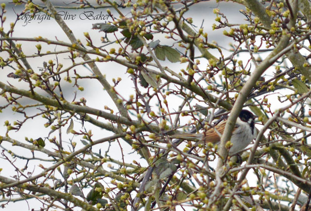 Male Reed Bunting in thicket