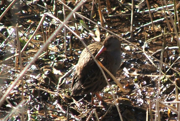 Small brown water rail in reed beds