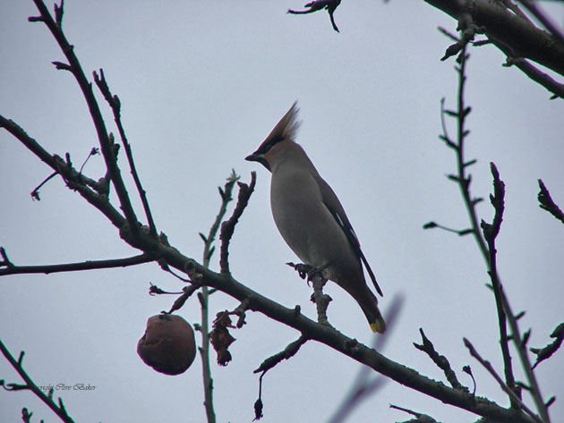 Waxwing on an apple tree