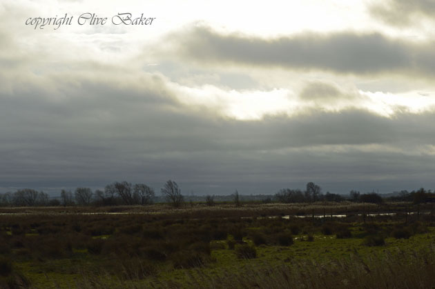 Open fen and grey sky