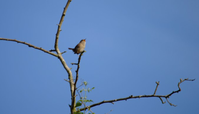Depending on how long the meeting goes on I may come home singing, but maybe not as lod as the Wren.
